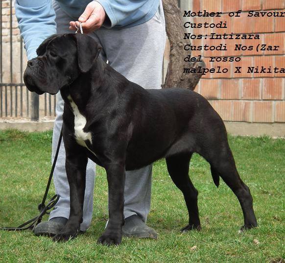 INTIZARA CUSTODI NOS | Cane Corso 