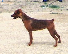 Meisterpin MONIQUE | German Pinscher 