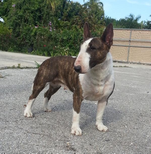 Tajga- Reme Alma | Miniature Bull Terrier 