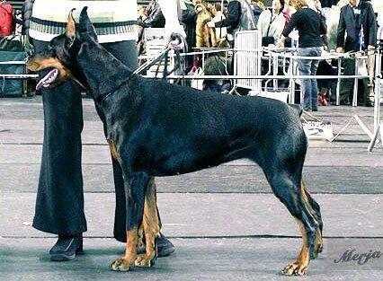 Smart Wood Hills Jet Set | Black Doberman Pinscher