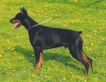 Aspar Szmaragd Nocy | Black Doberman Pinscher