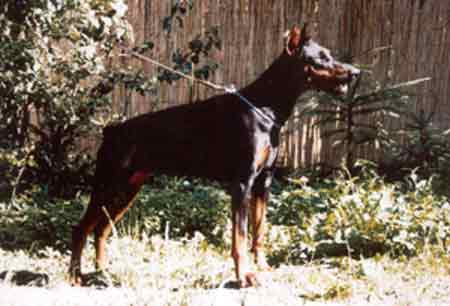 Velvet v. Schloss Grossau | Black Doberman Pinscher