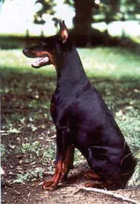 Black Magic v. Toonstadt | Black Doberman Pinscher