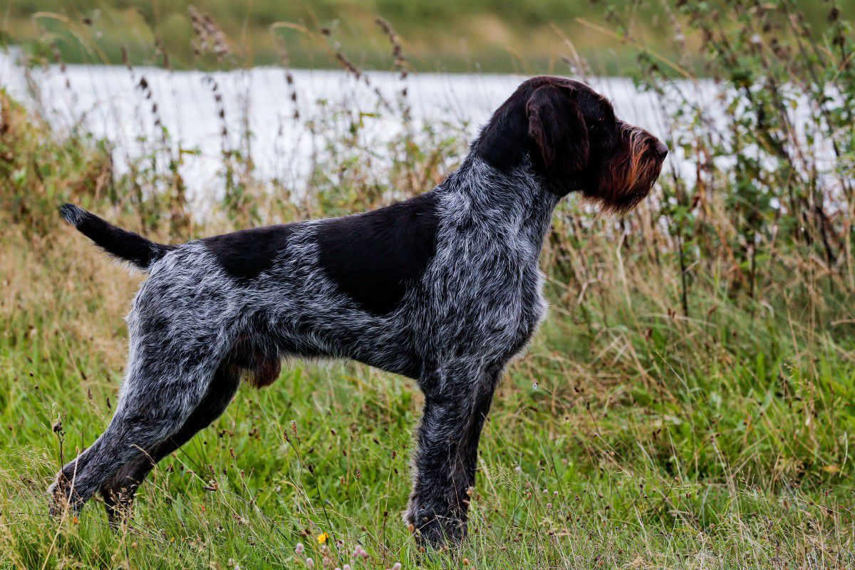 Lord II vom Liether-Moor | German Wirehaired Pointer 