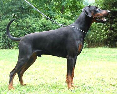 Duke v. Londorf | Black Doberman Pinscher