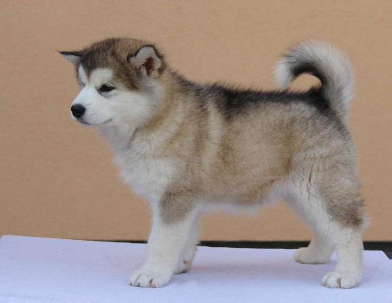 Arctic Night Born Ysta's dogs | Alaskan Malamute 