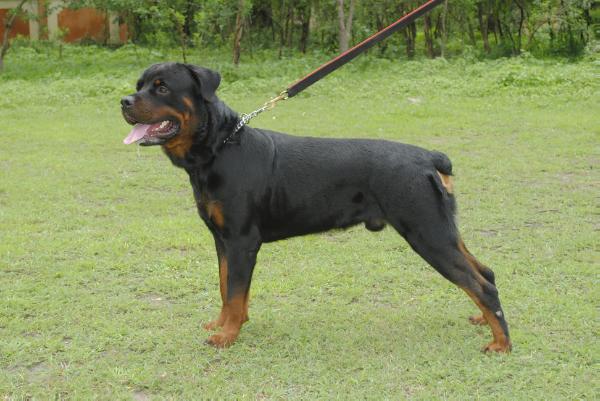 Rocky of Kshitijs | Rottweiler 