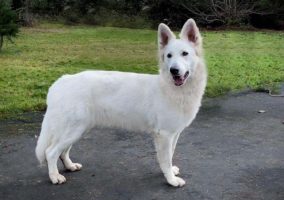 Firelight Ember Biale Wilki z Wilkowa | White Swiss Shepherd Dog 