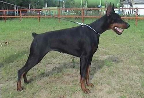 Rossiiskiy Kolorit Kastra Kylie | Black Doberman Pinscher