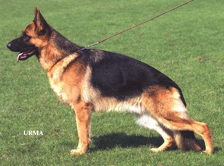 Brix vom Arline | German Shepherd Dog 