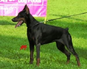 Abby del Negro Amaretto | Black Doberman Pinscher