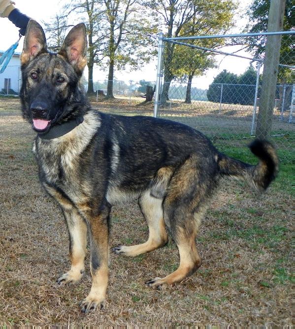 Haun Von Byrd | German Shepherd Dog 
