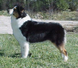 Bayshore's Be Still My Heart | Australian Shepherd 