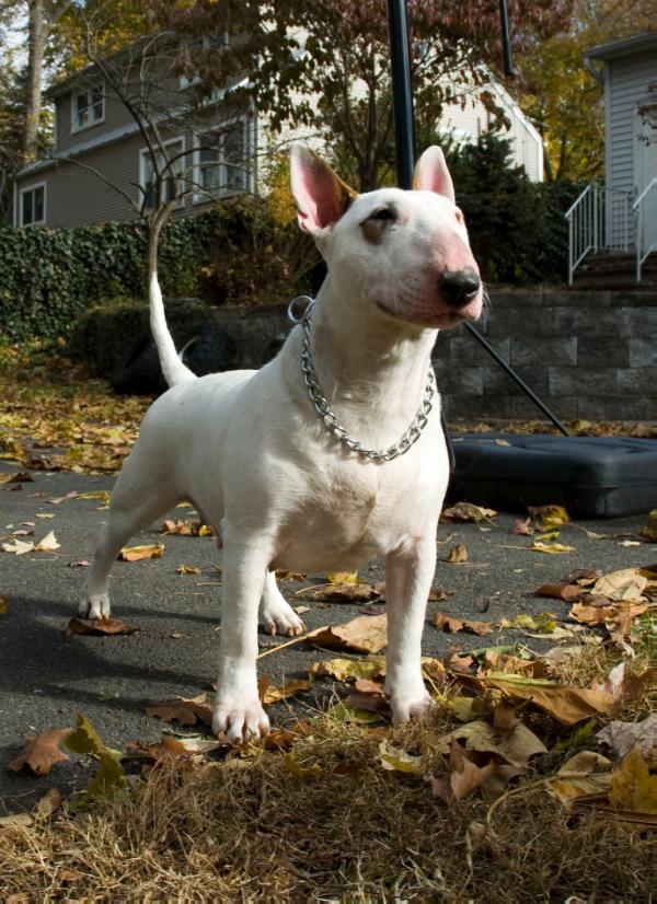 Astrobull Alma Mater | Bull Terrier 