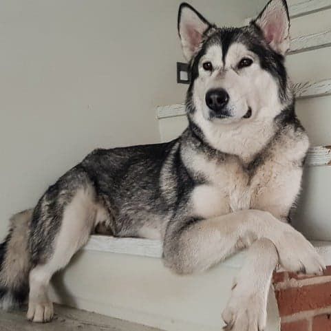 Tammagvik CONCORDIA | Alaskan Malamute 