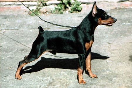 Slavjan kozyrnoy tuz | Miniature Pinscher 