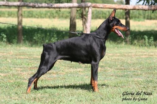 Gloria del Nasi | Black Doberman Pinscher