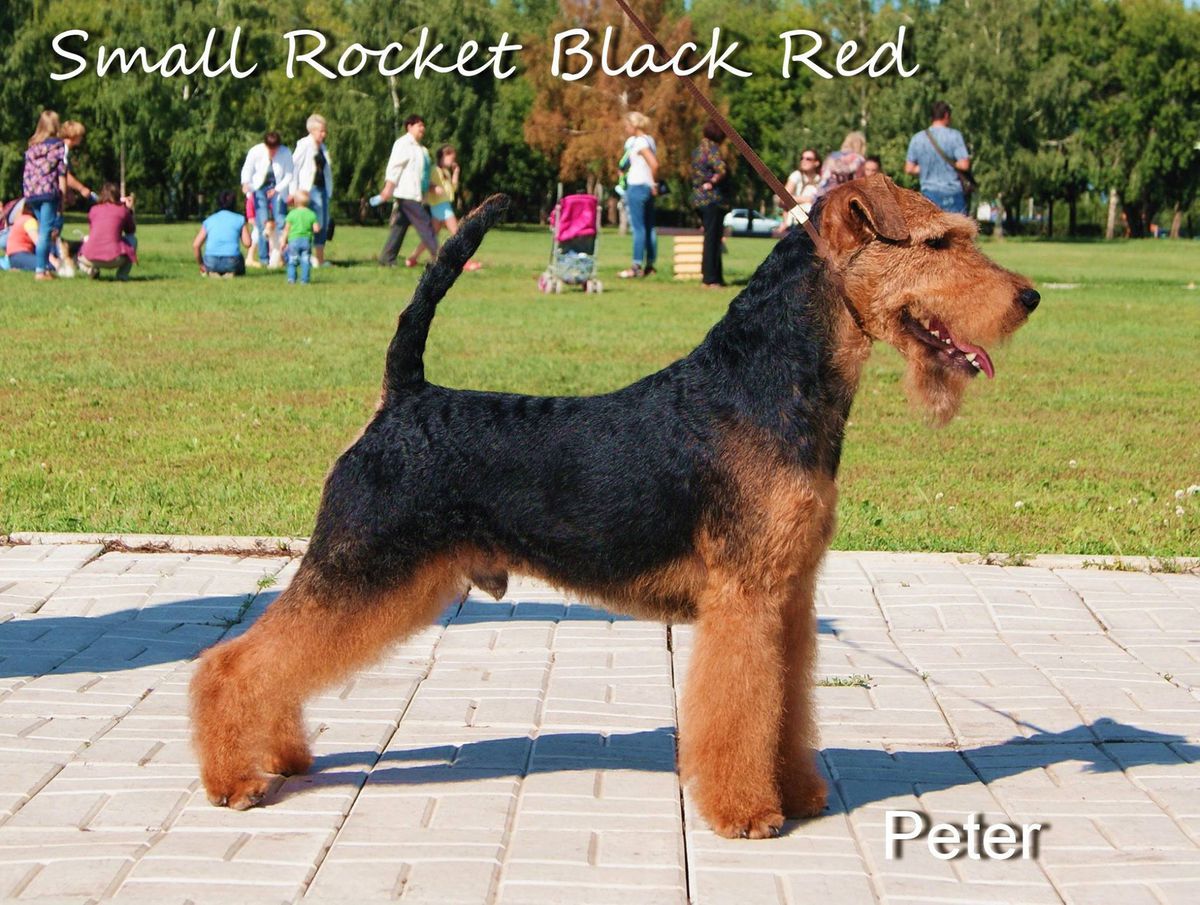 Small Rocket Black Red. | Welsh Terrier 