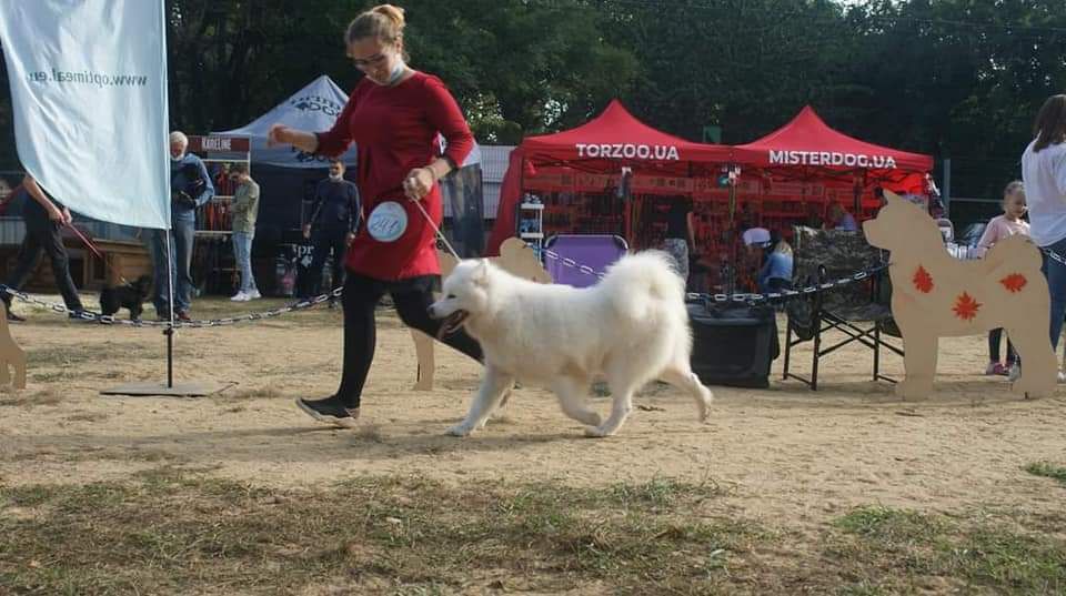 BOGINYA Wild West Gang | Samoyed 