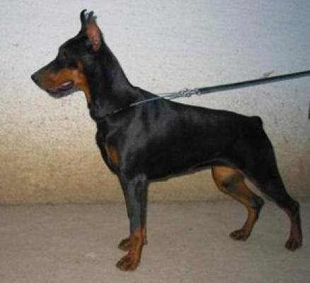 Tahi-Réme Datoya Maxin | Black Doberman Pinscher