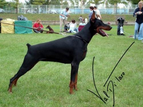 Afra Val di Taro | Black Doberman Pinscher