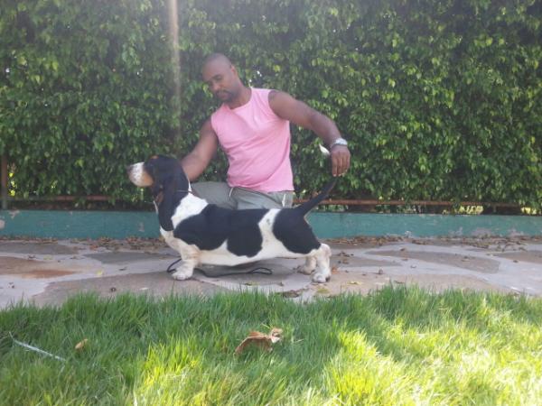 Brave basset dark extravagance of park melody | Basset Hound 