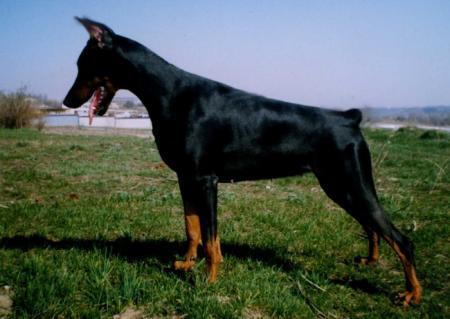 Princessa Tekla Agbet | Black Doberman Pinscher