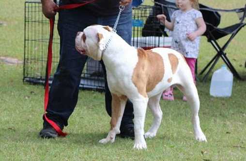 H-Town Gauge | American Bulldog 