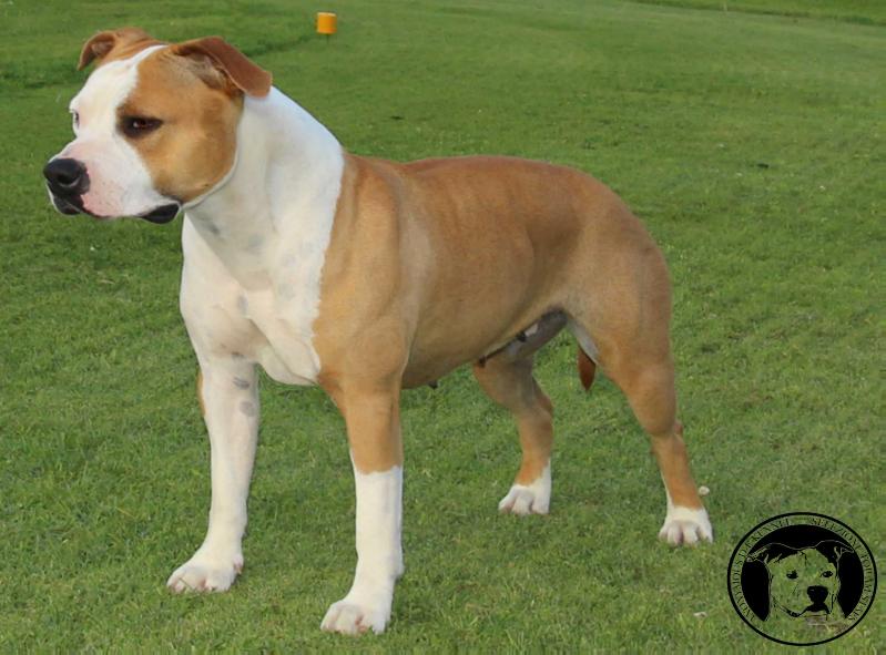 Anonymous D-E Road 66 | American Staffordshire Terrier 