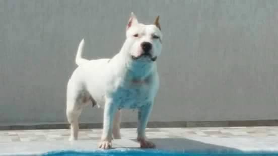 Jhollie Ferreira By Wytorias Kennel | American Staffordshire Terrier 