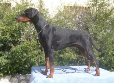 Aragon v.d. Vier-Täler-Stadt | Black Doberman Pinscher