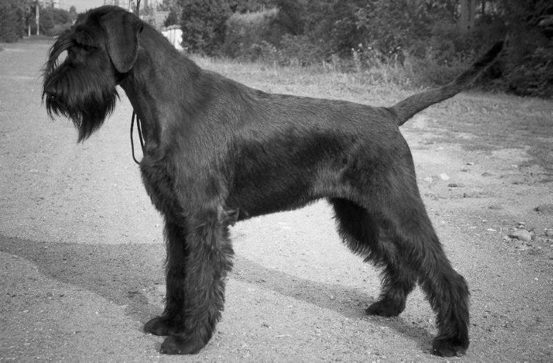 Jagoda z Mazurskiej Wsi | Giant Schnauzer 