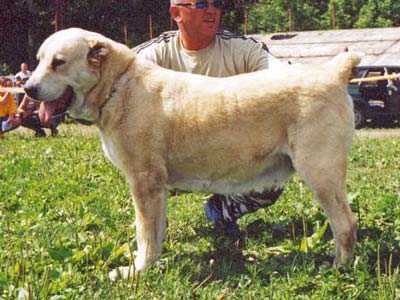 Zuhra (Lipuhin) | Central Asian Shepherd Dog 