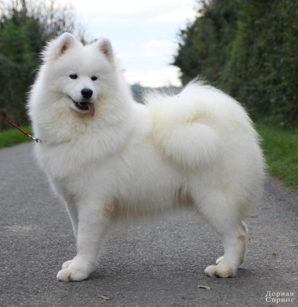 Dorian Spring Tseysida of Bloom White | Samoyed 