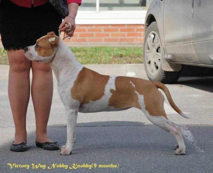 Victory Way Nobby Knobby | American Staffordshire Terrier 