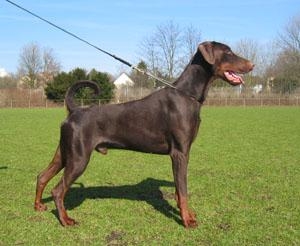 Antares v.d. Vier-Täler-Stadt | Brown Doberman Pinscher