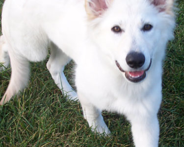 Worrywort Egypt Jewel of Nile | White Swiss Shepherd Dog 