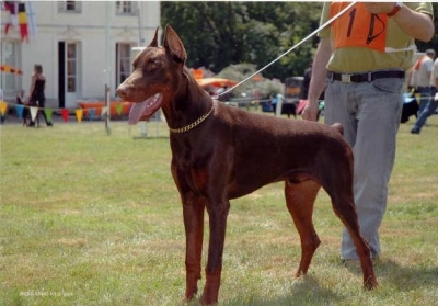 Aras v.d. Vier-Täler-Stadt | Brown Doberman Pinscher