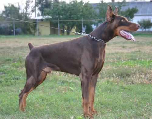 Goro Ghor v. Hunnoterra | Brown Doberman Pinscher