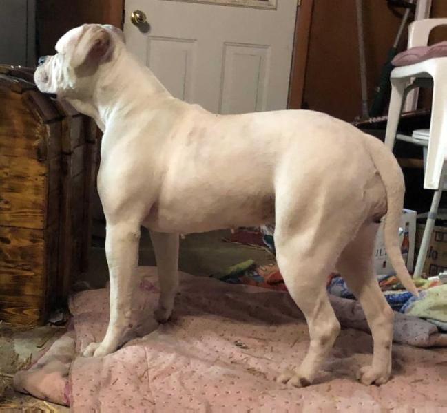 J&amp;A’s Sugar Fluffy of Martin | American Bulldog 