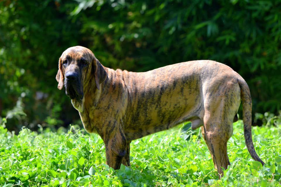 WRANGLER | Fila Brasileiro 