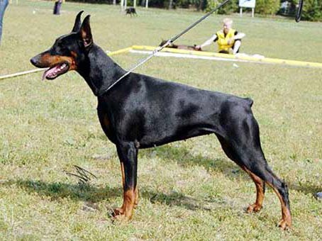 Galanthus Nobilis Venezuela | Black Doberman Pinscher