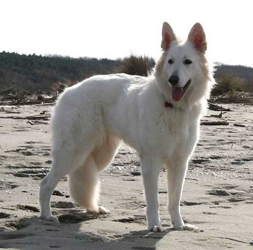 Moon Dream | White Swiss Shepherd Dog 