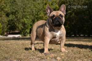 Farina du Vallon de Beaumont | French Bulldog 