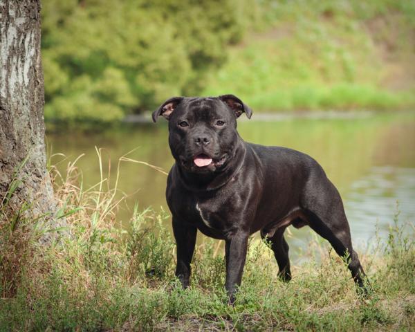 Mayk (2013) RKF 3578395 | Staffordshire Bull Terrier 