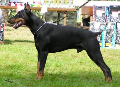 Kob Black Gong | Black Doberman Pinscher