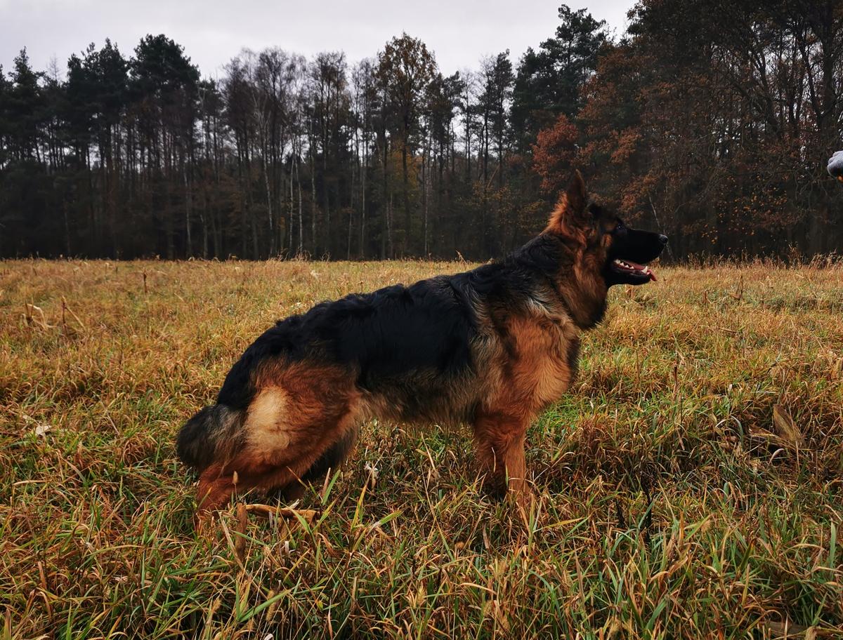 DAKOTA Advance Idylla | German Shepherd Dog 