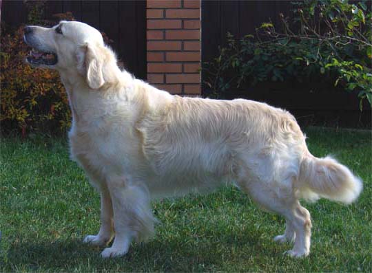 Goldenone Safe Return | Golden Retriever 