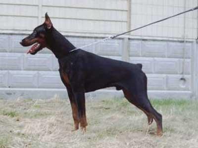 Barik iz  Slavnoi Stai | Black Doberman Pinscher