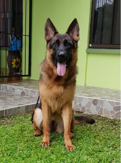 Freyja de Tierras del Norte | German Shepherd Dog 